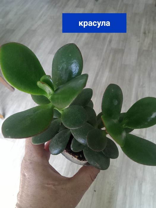 цветы комнатные  ценаот 1500