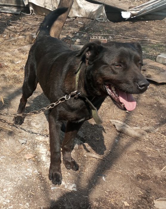 Супер охраник кобель