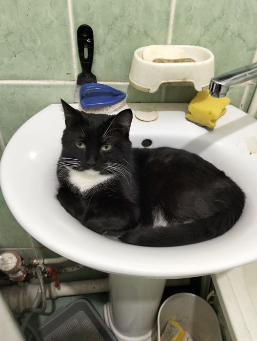 Отдам умного кота