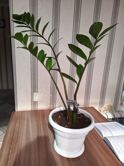 Красивые домашние цветы.