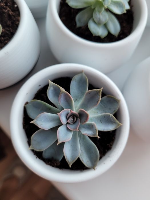 Продам комнатные растения