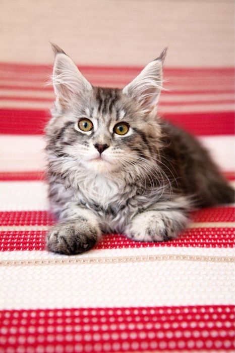 Котёнок Мейн-кун, 2 месяца. Чистокровный, очень красивый и здоровый