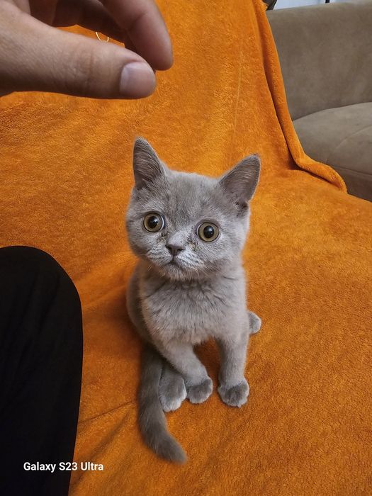 КОШКА пародистая