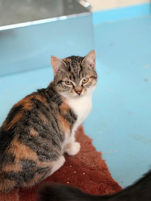 Caut adoptii pentru pisicute