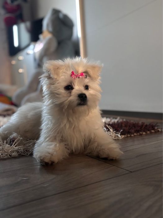 Vând  câine bichon