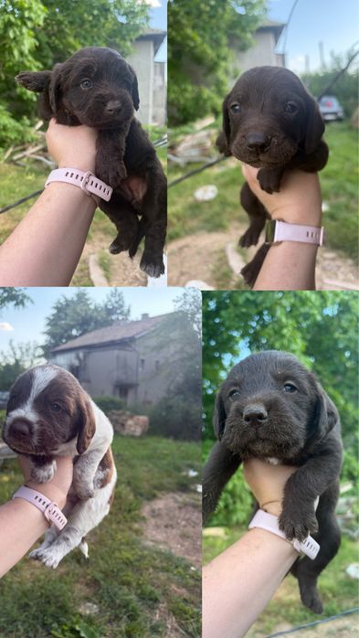 Подаряваме кученца