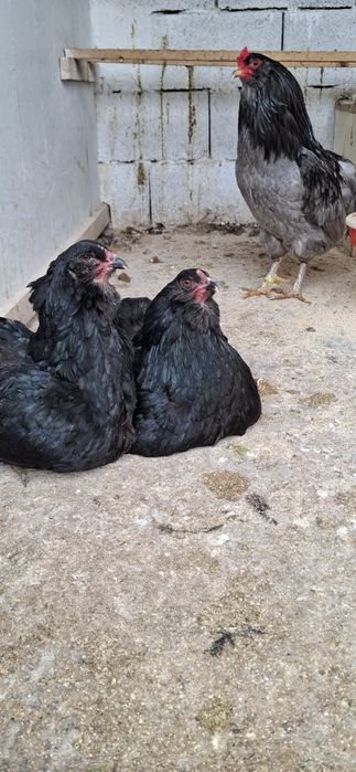 Ouă Araucana Negru/Albastru Incubat