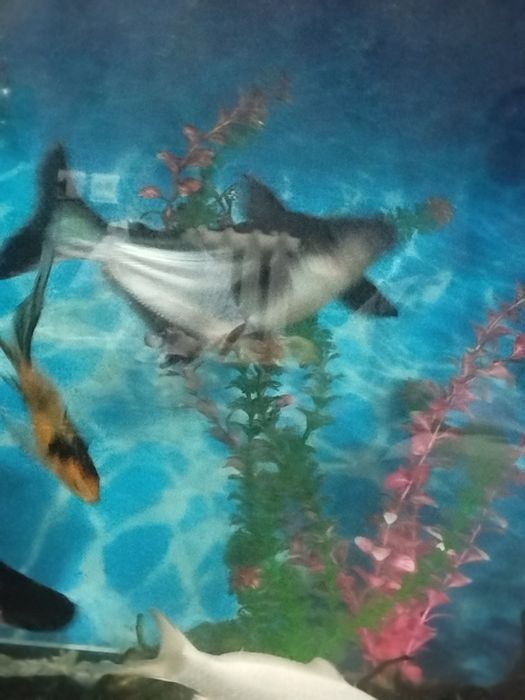 Мирни акула 35 см.Коя  30 см сотилади