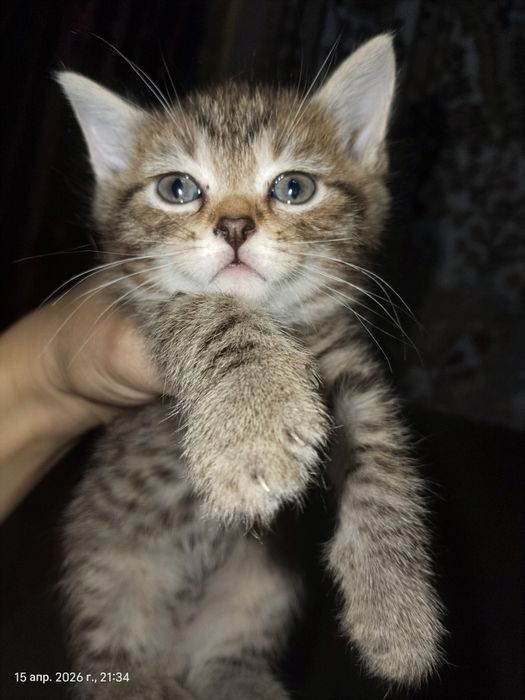 Отдам котят в добрые руки