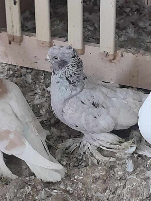 Птицы Голуби. Шымкент