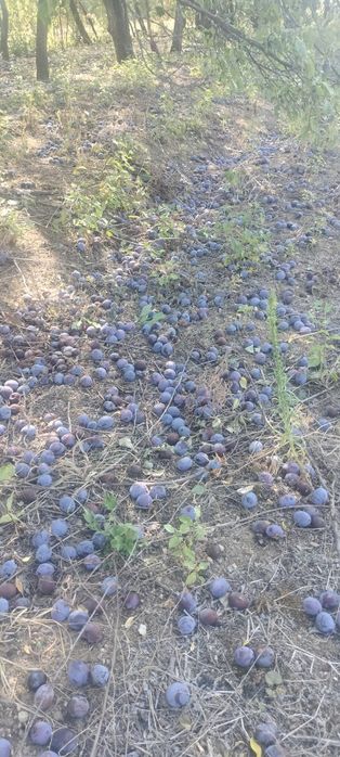 Vand prune 2 tone cu 1,80 lei kg negociabil Buciumi salaj