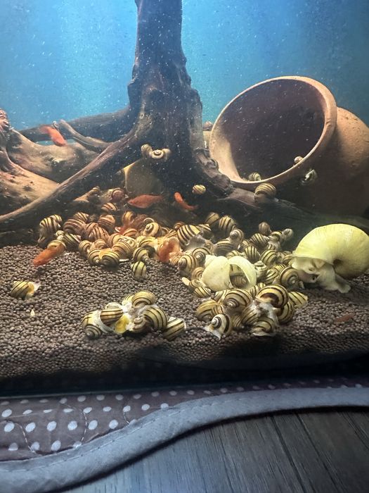 Улитки спикси ! аквариум