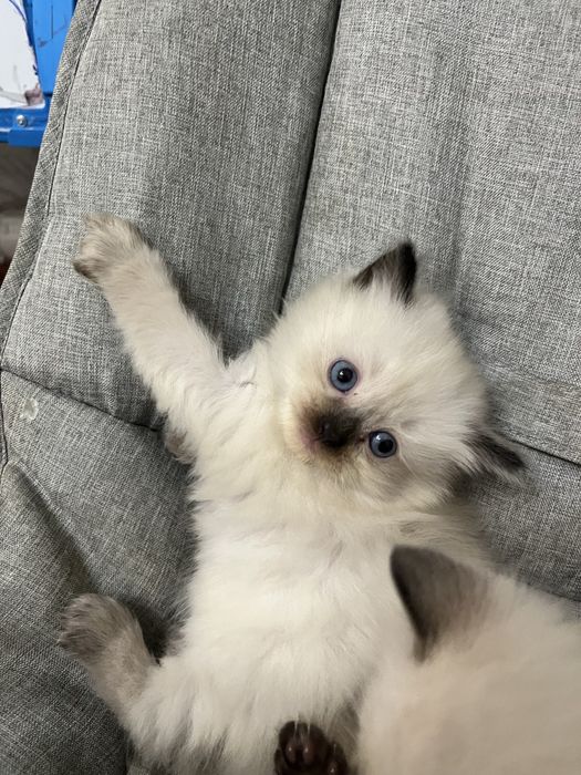 В хорошие руки!