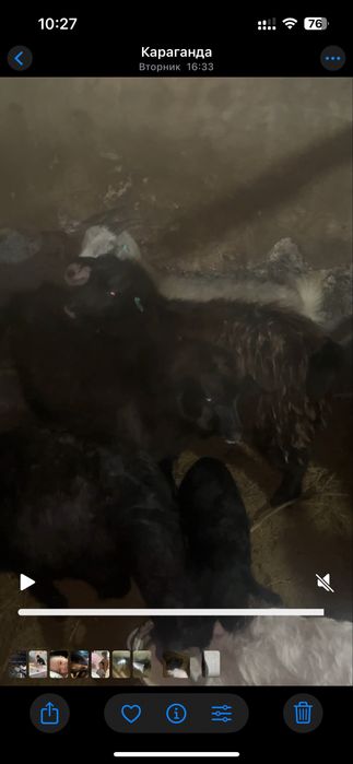 Еки серке шибиш сатам