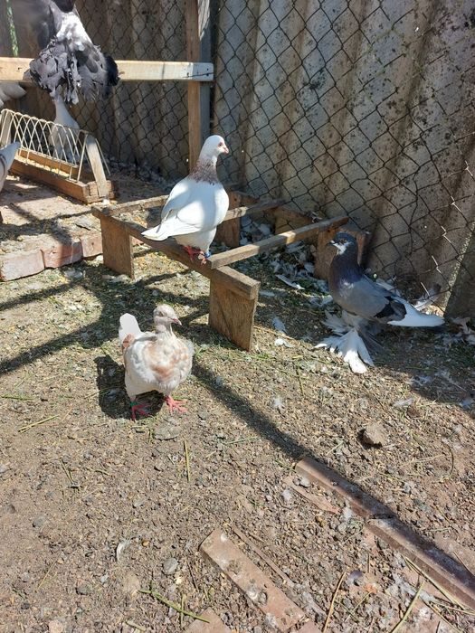 Vind porumbei tineret și maturi