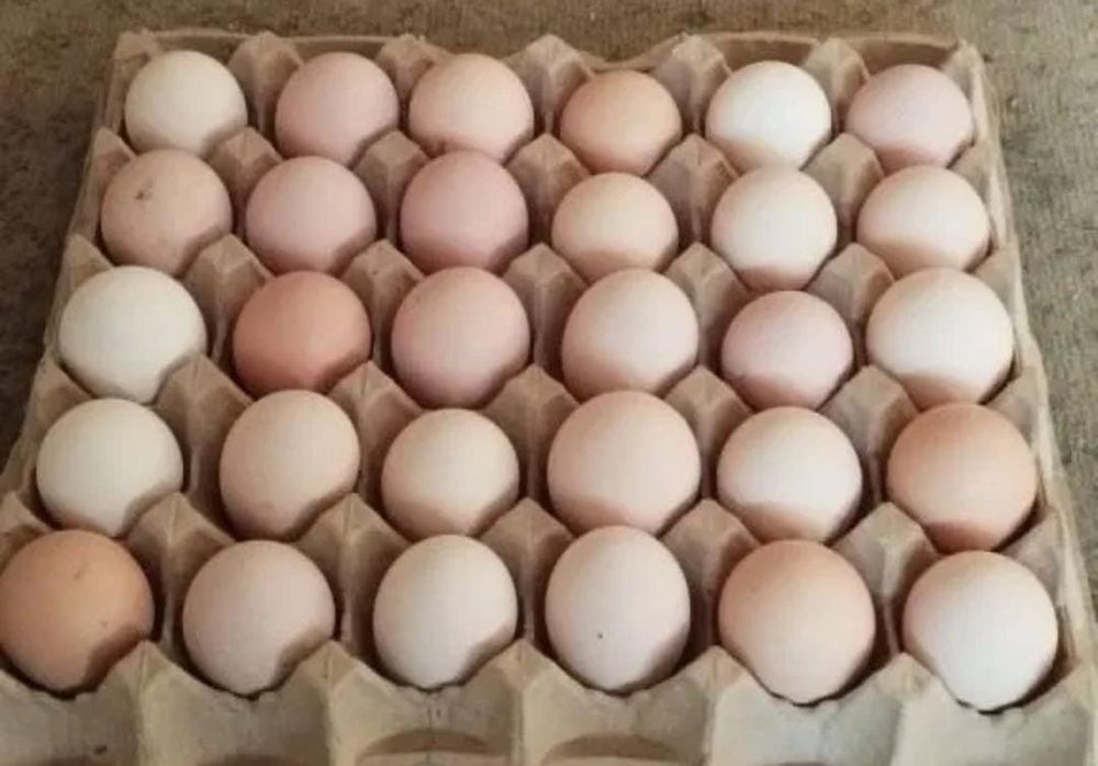 Қолдың жумыртқасы