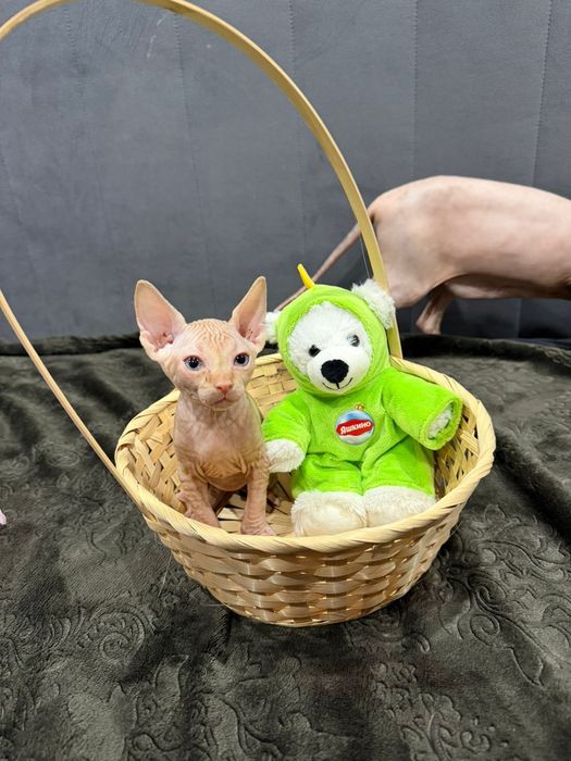 Очаровательные сфинксы