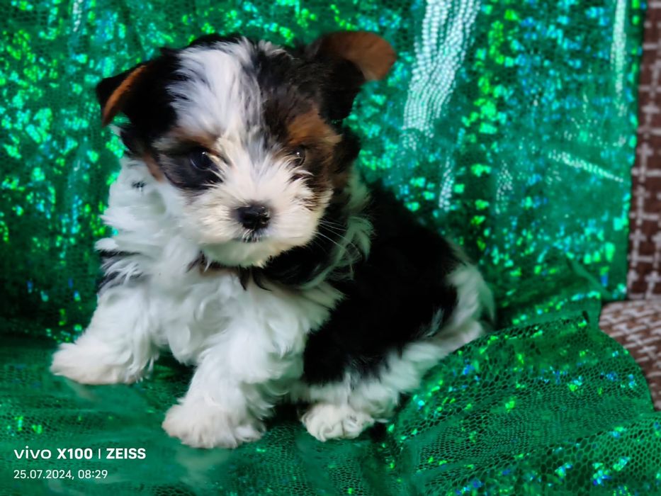 Продам щенков бивера.