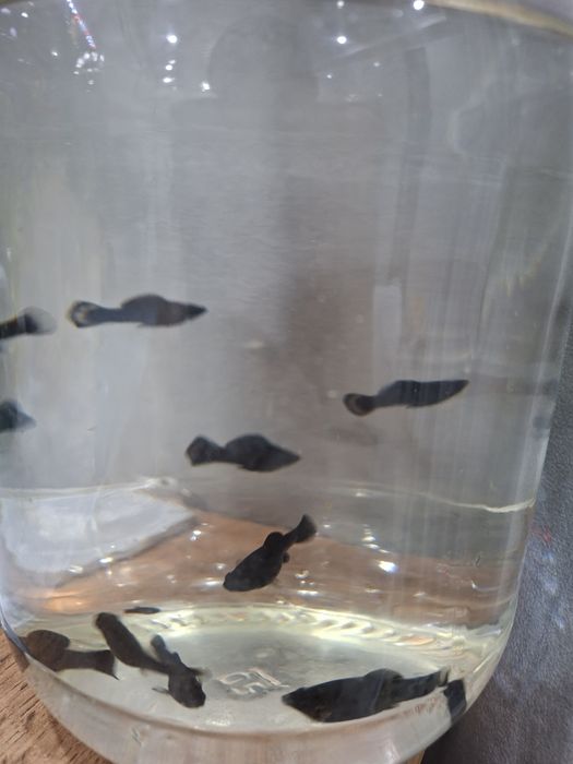 Моллинезии нигры подростки