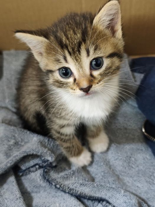 Отдам котят в добрые руки