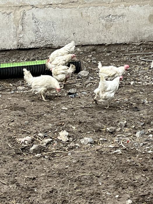 Куры несушки 67 штук