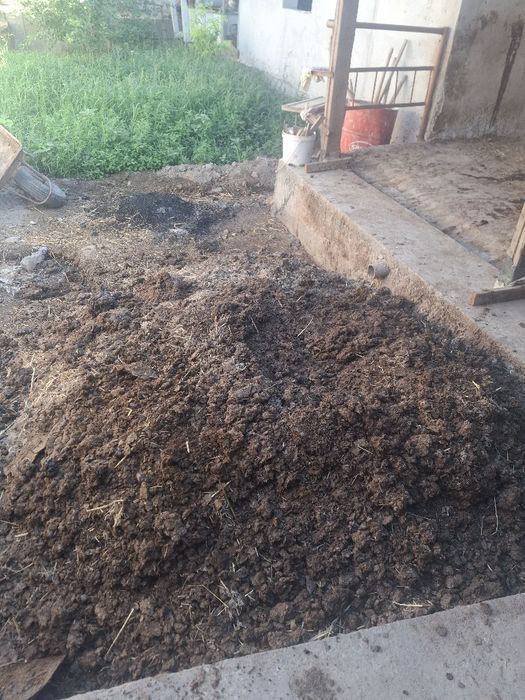 Mol tezaki go‘ng bor tekin