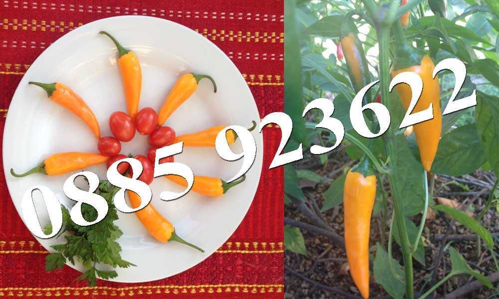 Саксия с Люти Чушки, Физалис или Тютюн -  Еко и Биологично Отглеждани