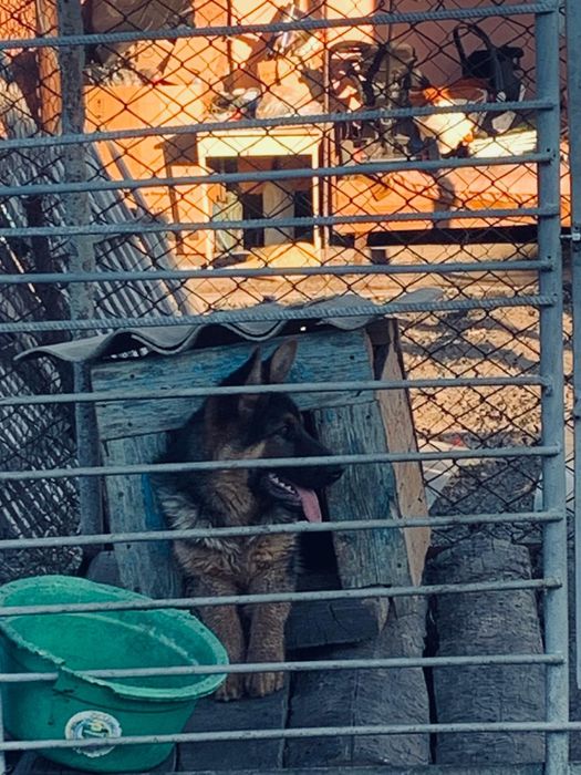 Немецкая овчарка