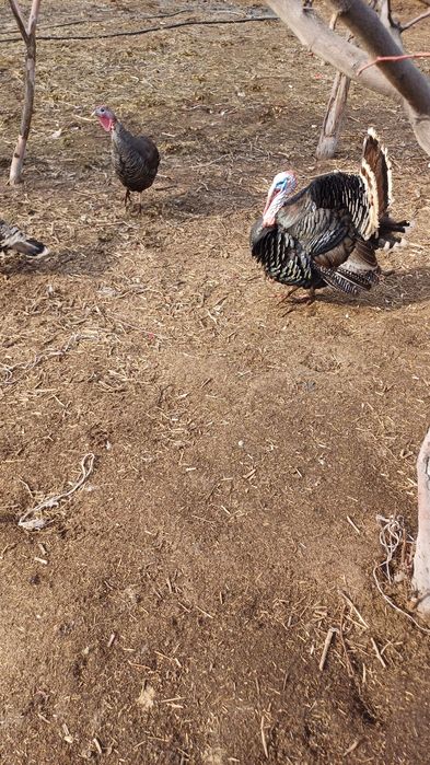 Индюк 2жас семиз