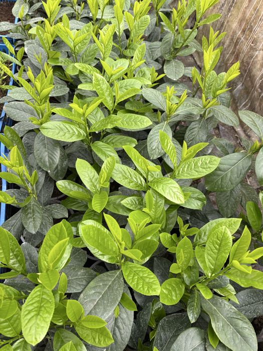 Prunus Laurocerasus (laur englezesc)