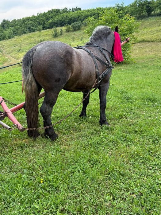 Armăsar de 3 ani