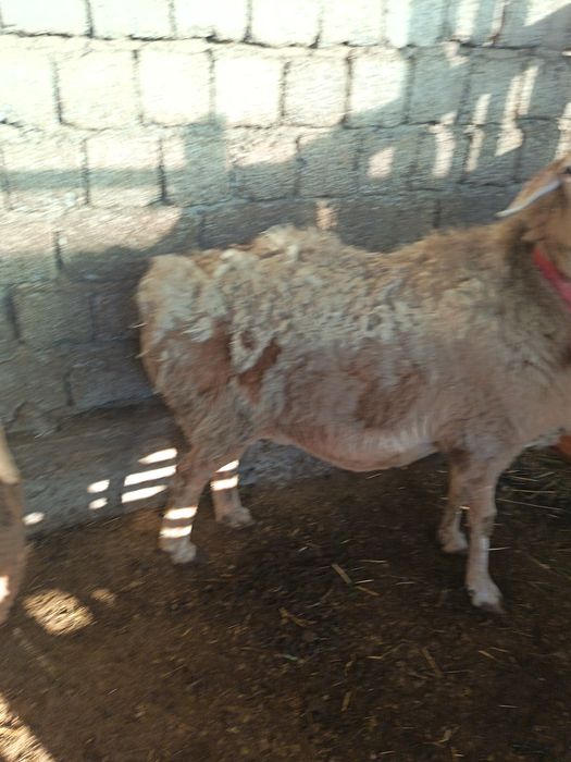 Арашан қўйлар сотилади