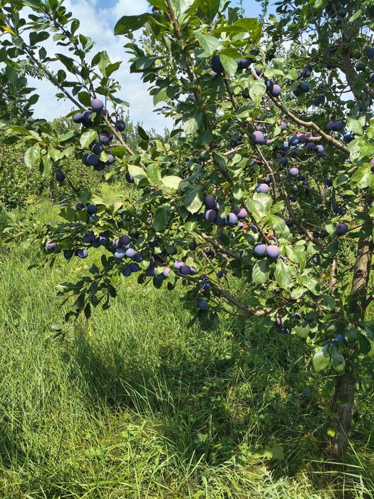 Prune coapte pentru Tuica