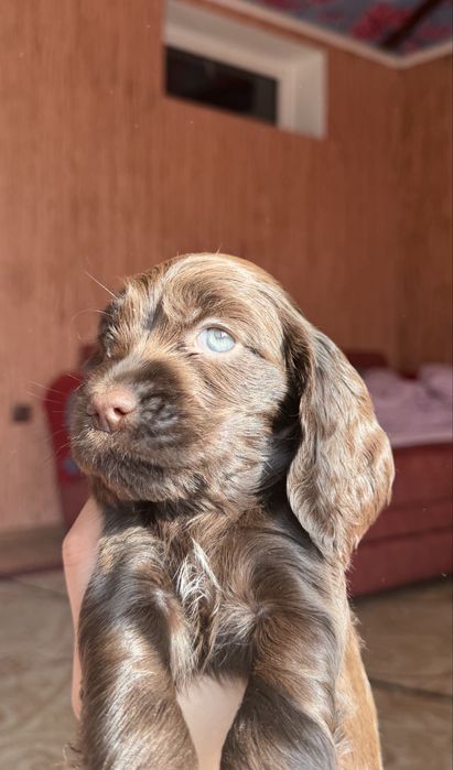 Продам щенков спаниеля