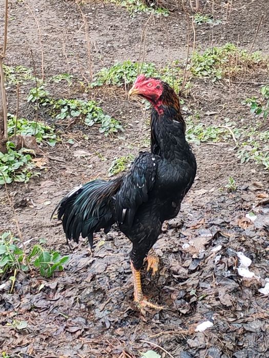 Дакан хуроз жангари