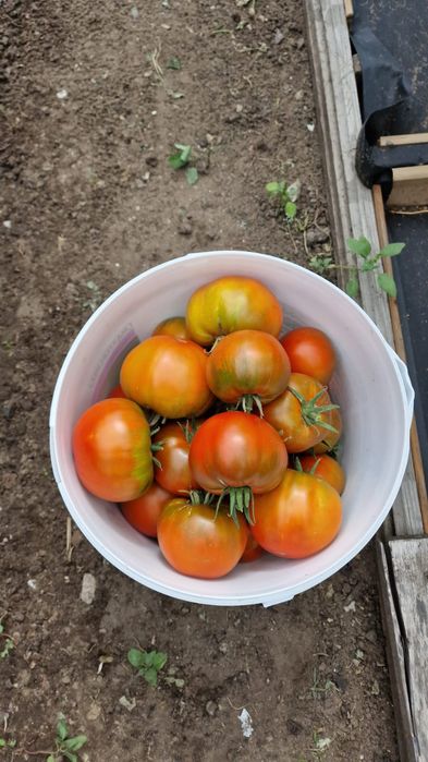 Продам помидоры свежие.
