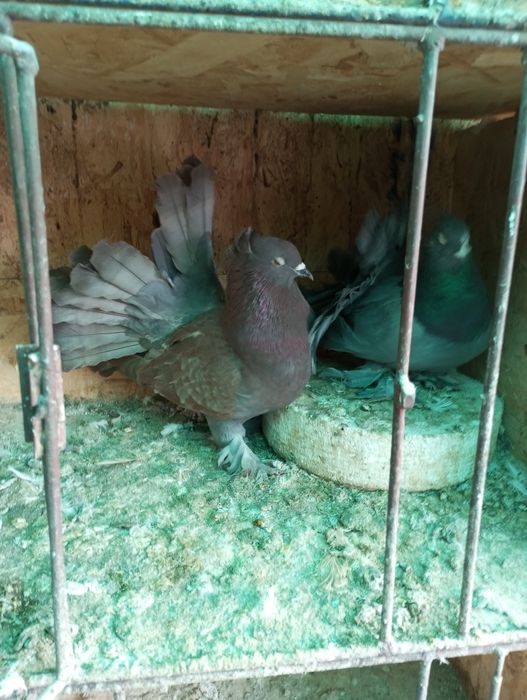 Porumbei ornament de vânzare