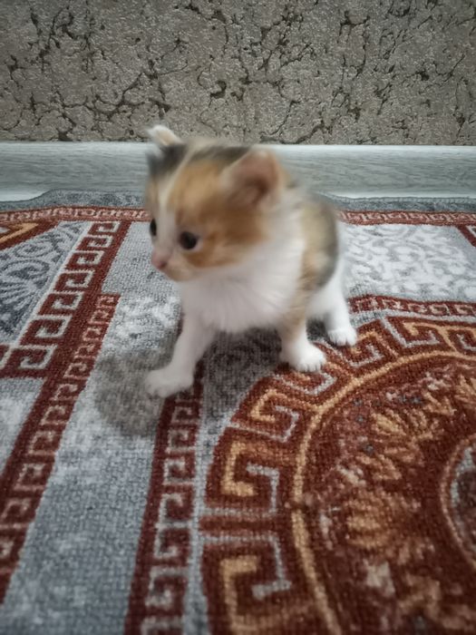Бесплатно котята