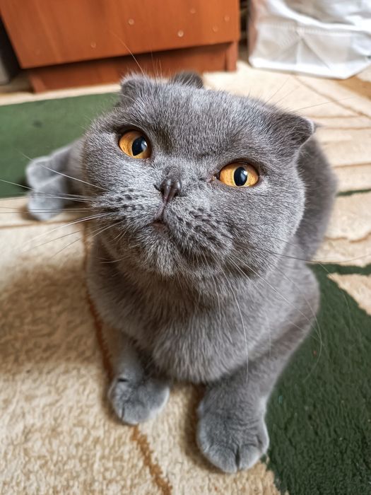 Продам или обменяю