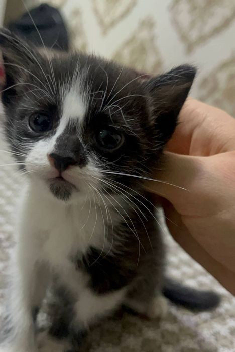 Раздаем котят даром в хорошие руки