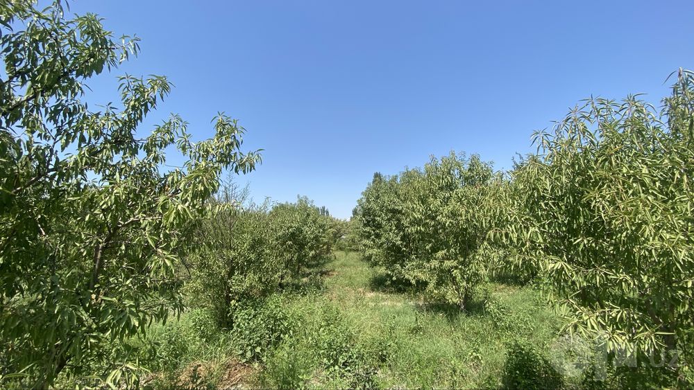 Namangan tuman mullakuding qishlog’i 35 sotik bodomzor