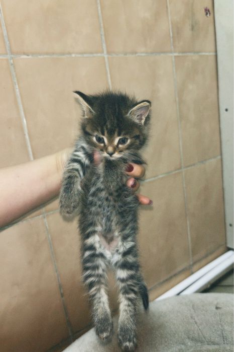 Котята полувеслоушки