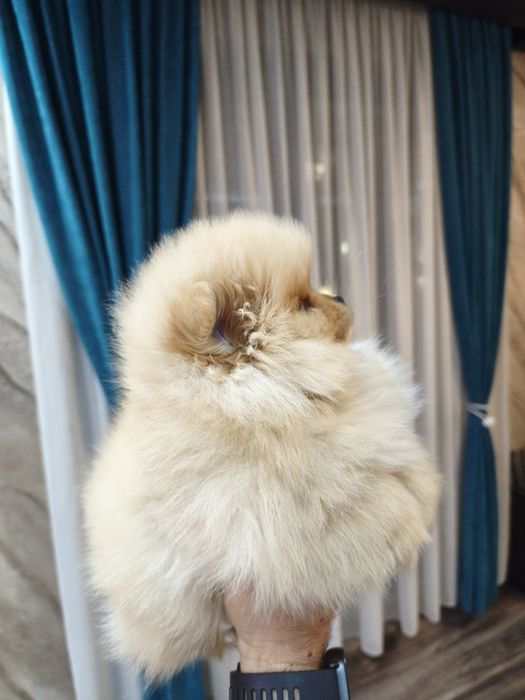 Померан мъжки и женски