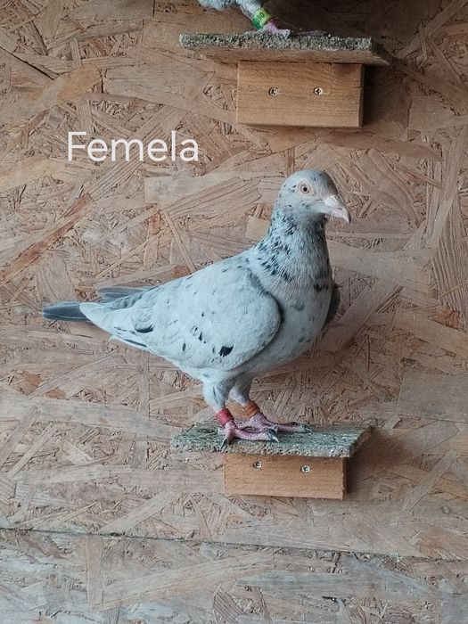 Porumbei voiajori culori rare