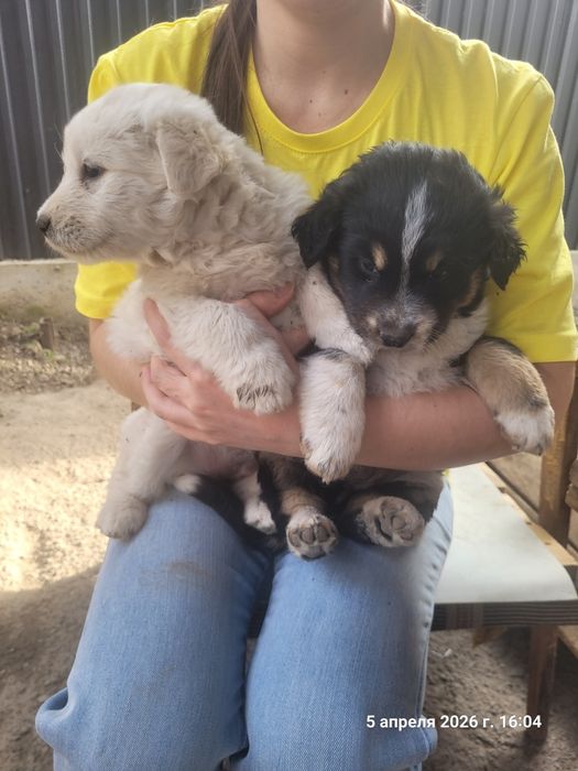 Продам  щенков собаки