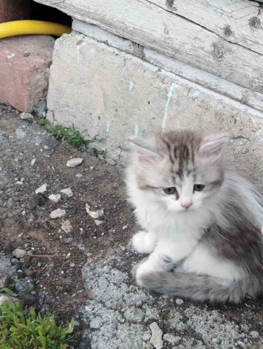 Котята, 4 девочки