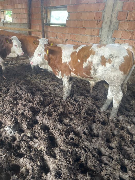 Viței de vânzare