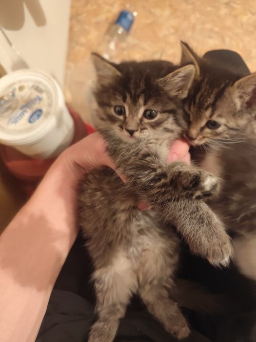 Раздача трёх котят.