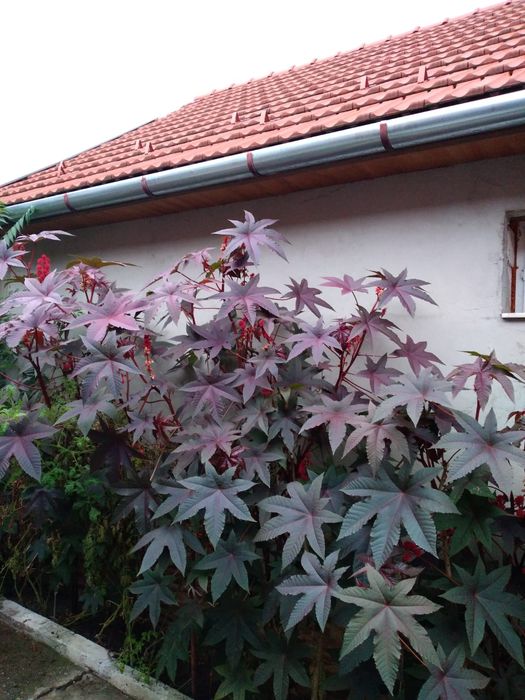 Seminte de ricin ornamental