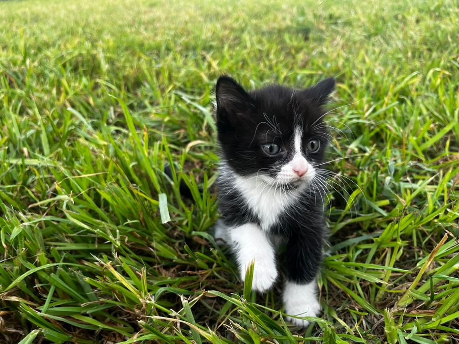 Котята ищут дом родились 20 апреля две девочки, один мальчик